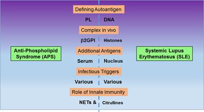 Cellular and Molecular Mechanisms of Anti-Phospholipid Syndrome